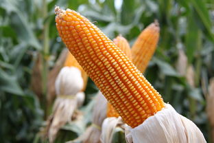 【城阳蔬菜批发每日价格表/城阳最新蔬菜批发价格】